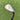 Titleist Vokey Design Spin Milled Wedge Sw 56°.08 / Dynamic Gold Wedge Flex