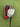 Adams Tight Lies Tour / #3 Wood 15° / Ei-70 Lightweight Stiff