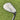 Cobra Snakebite 2023 Wedge Aw 52°.08 / Kbs Hi-Rev 2.0 125 Stiff