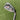Ping G15 #3 Iron 20° / Dynamic Gold R300 Regular