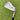 Srixon Zx7 Mk Ii #5 Iron 25° / Ns Pro Tour 120 Stiff