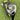 Titleist Tsi2 Hybrid / #4 21° / Hzrdus Red 5.5 Regular 60G